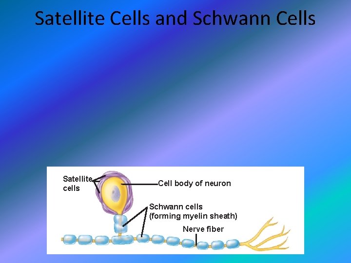 Satellite Cells and Schwann Cells Satellite cells Cell body of neuron Schwann cells (forming
