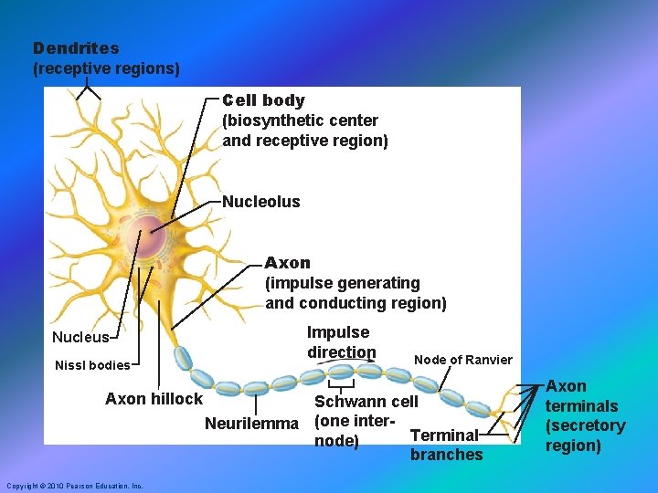 Dendrites (receptive regions) Cell body (biosynthetic center and receptive region) Nucleolus Axon (impulse generating