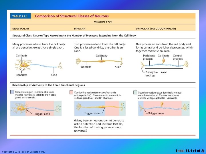 Copyright © 2010 Pearson Education, Inc. Table 11. 1 (1 of 3) 