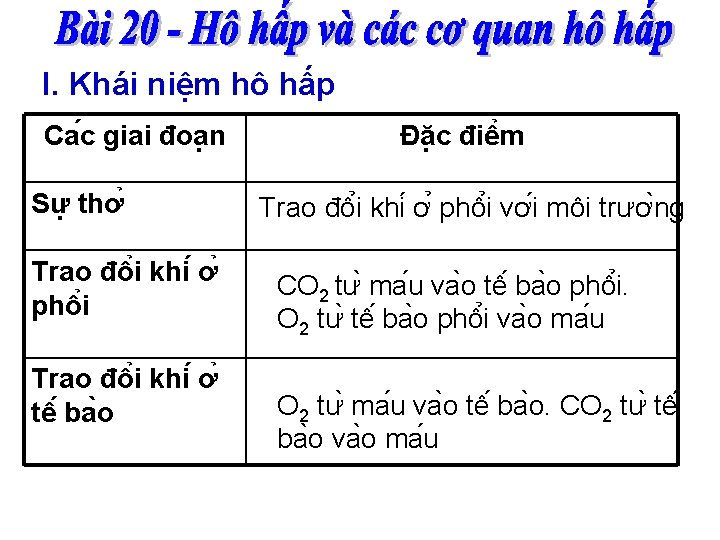 I. Khái niệm hô hấp Ca c giai đoa n Sư thơ Trao đô