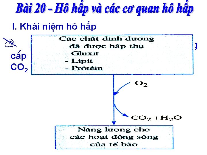 I. Khái niệm hô hấp Hô hâ p la qua tri nh không ngư