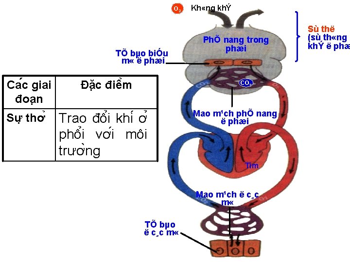 O 2 TÕ bµo biÓu m « ë phæi Ca c giai đoa n