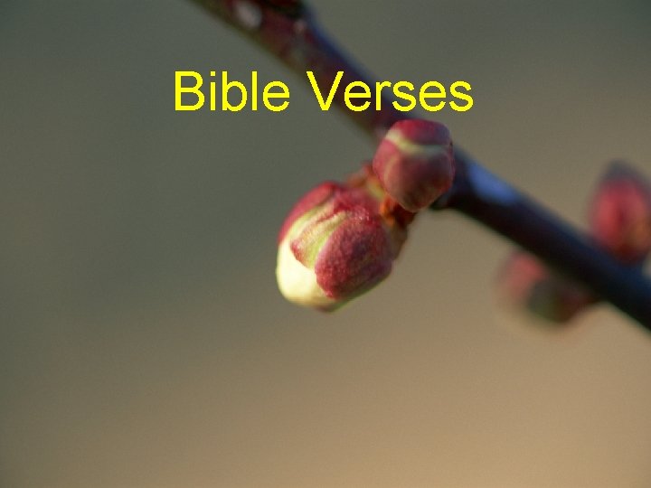 Bible Verses 