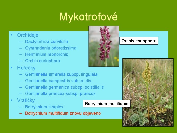 Mykotrofové • Orchideje – – Orchis coriophora Dactylorhiza curvifolia Gymnadenia odoratissima Herminium monorchis Orchis