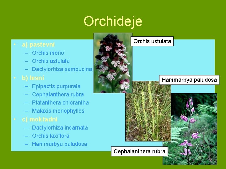 Orchideje • a) pastevní Orchis ustulata – Orchis morio – Orchis ustulata – Dactylorhiza