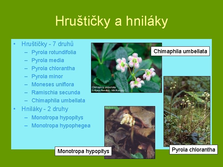 Hruštičky a hniláky • Hruštičky - 7 druhů – – – – Pyrola rotundifolia