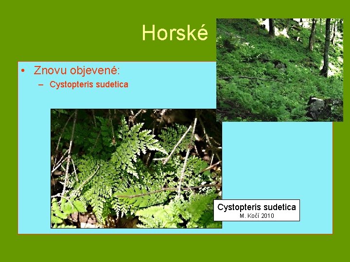 Horské • Znovu objevené: – Cystopteris sudetica M. Kočí 2010 