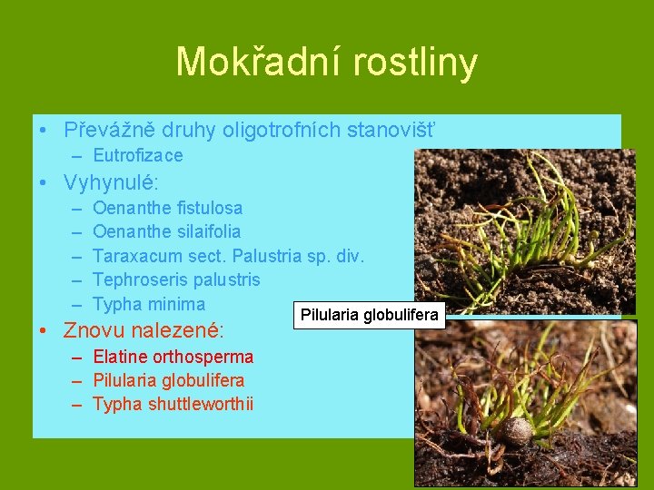 Mokřadní rostliny • Převážně druhy oligotrofních stanovišť – Eutrofizace • Vyhynulé: – – –