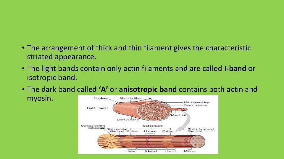  • The arrangement of thick and thin filament gives the characteristic striated appearance.