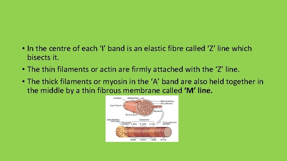  • In the centre of each ‘I’ band is an elastic fibre called