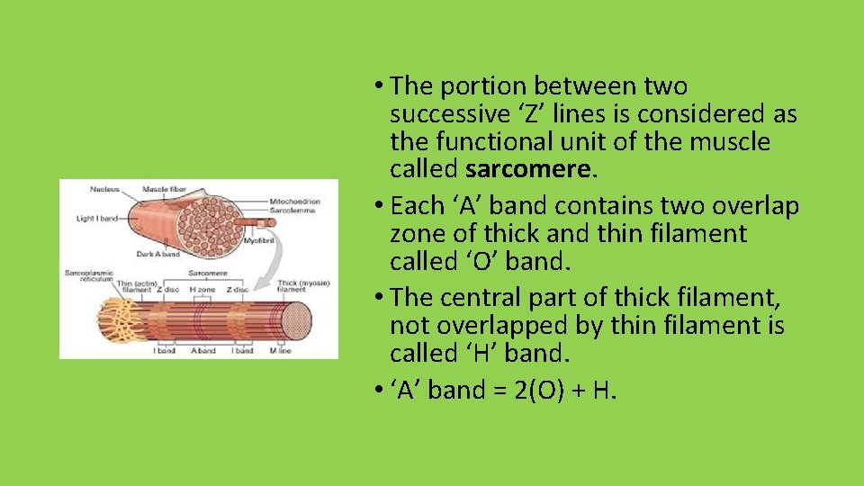  • The portion between two successive ‘Z’ lines is considered as the functional