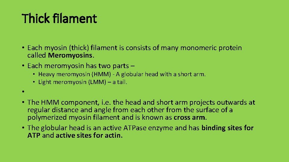 Thick filament • Each myosin (thick) filament is consists of many monomeric protein called