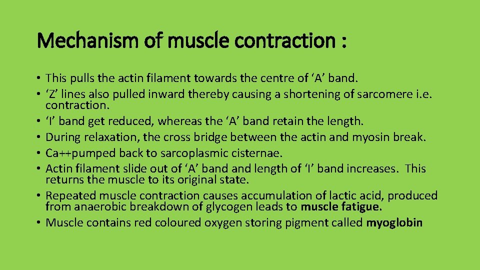 Mechanism of muscle contraction : • This pulls the actin filament towards the centre