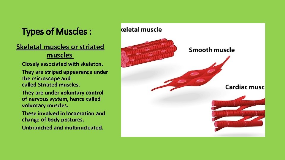 Types of Muscles : Skeletal muscles or striated muscles Closely associated with skeleton. They