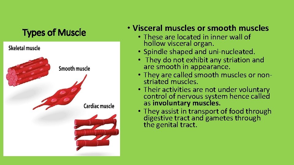 Types of Muscle • Visceral muscles or smooth muscles • These are located in