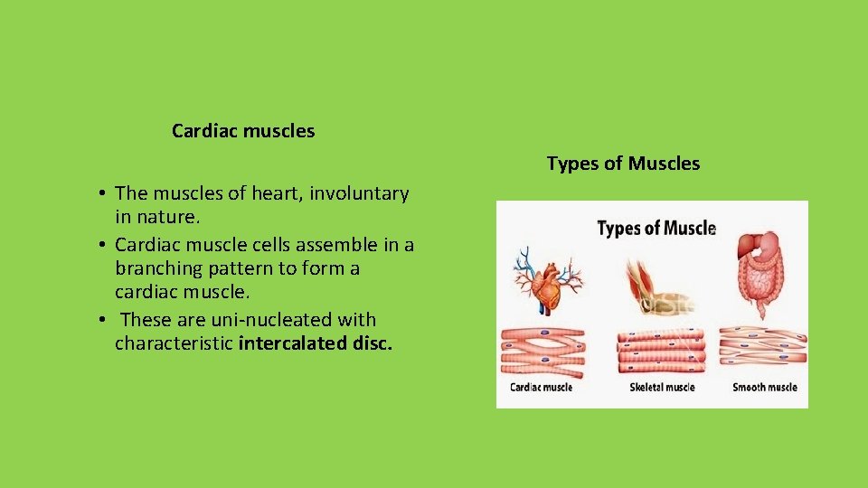 Cardiac muscles Types of Muscles • The muscles of heart, involuntary in nature. •