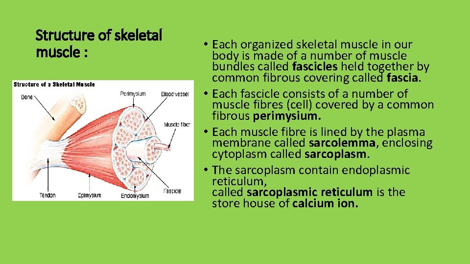 Structure of skeletal muscle : • Each organized skeletal muscle in our body is