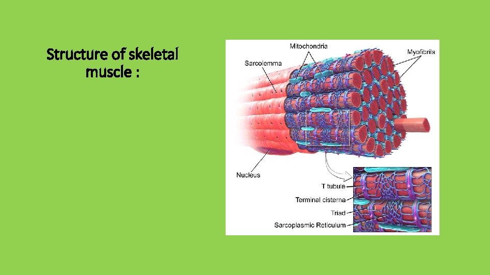 Structure of skeletal muscle : 