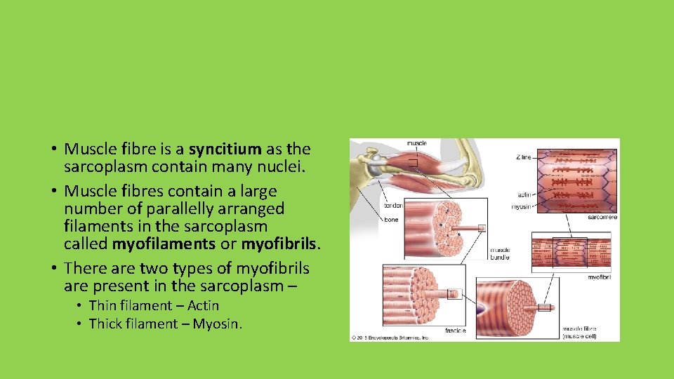  • Muscle fibre is a syncitium as the sarcoplasm contain many nuclei. •