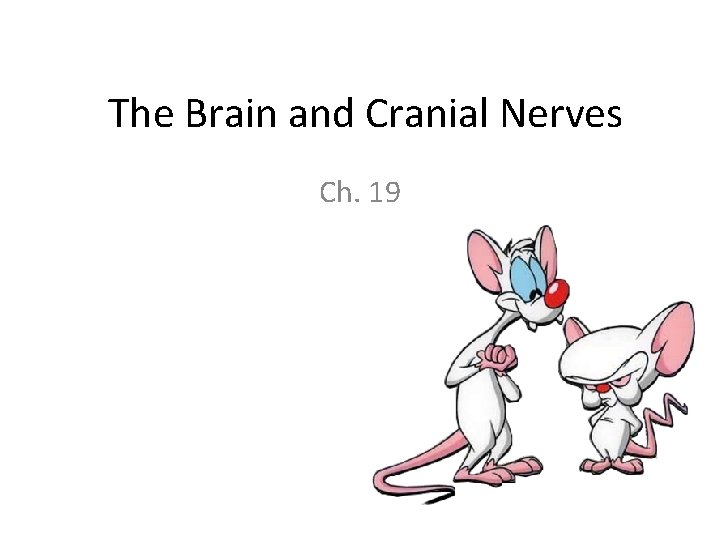 The Brain and Cranial Nerves Ch. 19 