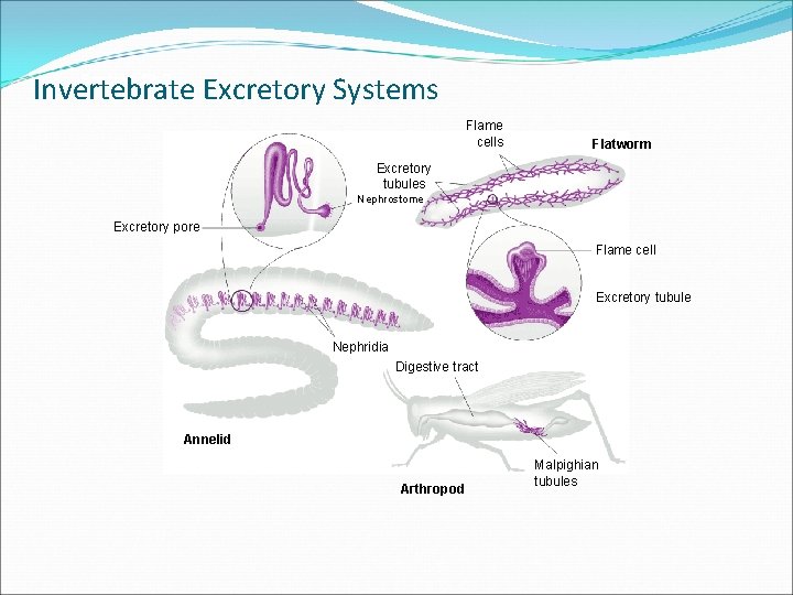 Section 29 -2 Invertebrate Excretory Systems Flame cells Flatworm Excretory tubules Nephrostome Excretory pore