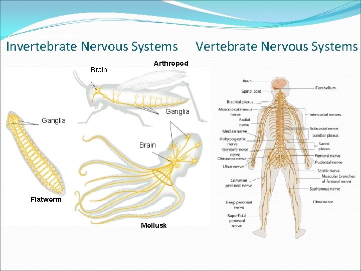 Section 29 -2 Invertebrate Nervous Systems Brain Arthropod Ganglia Brain Flatworm Mollusk Vertebrate Nervous