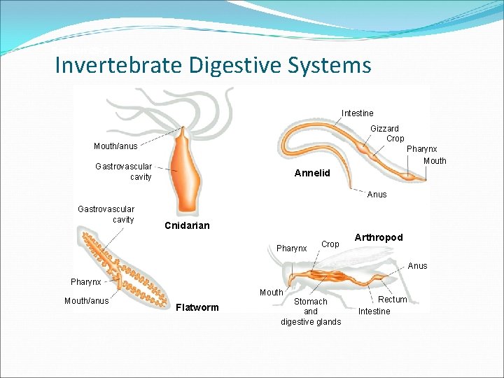 Section 29 -2 Invertebrate Digestive Systems Intestine Gizzard Crop Mouth/anus Pharynx Mouth Gastrovascular cavity