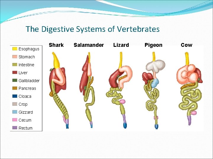 Section 33 -3 The Digestive Systems of Vertebrates Esophagus Stomach Intestine Liver Gallbladder Pancreas