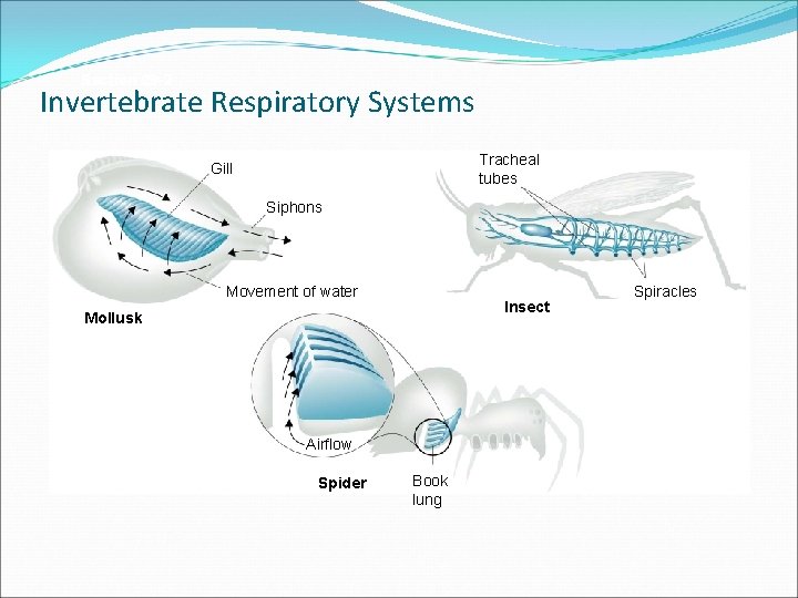 Section 29 -2 Invertebrate Respiratory Systems Tracheal tubes Gill Siphons Movement of water Insect