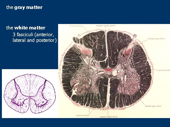 the gray matter the white matter 3 fasciculi (anterior, lateral and posterior) 