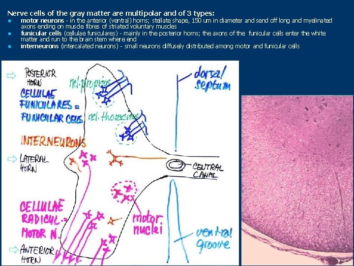 Nerve cells of the gray matter are multipolar and of 3 types: n n