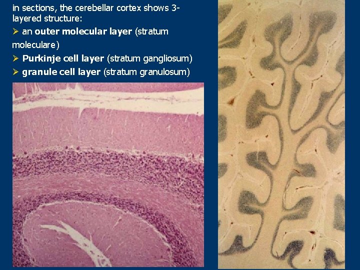 in sections, the cerebellar cortex shows 3 layered structure: Ø an outer molecular layer