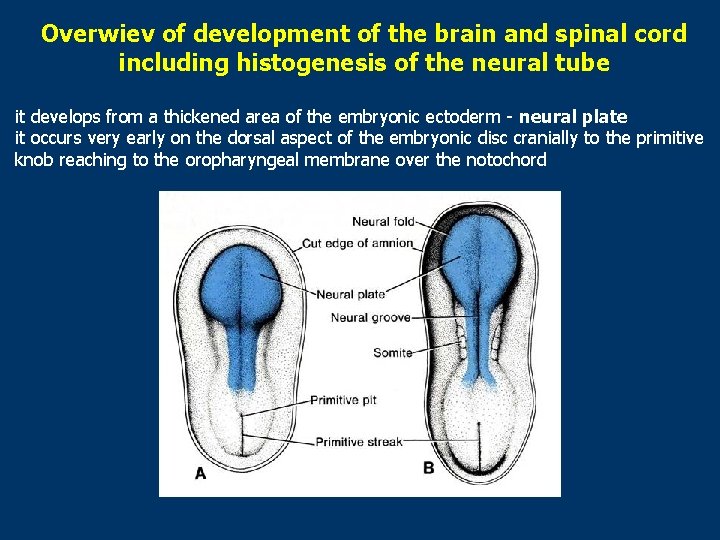 Overwiev of development of the brain and spinal cord including histogenesis of the neural