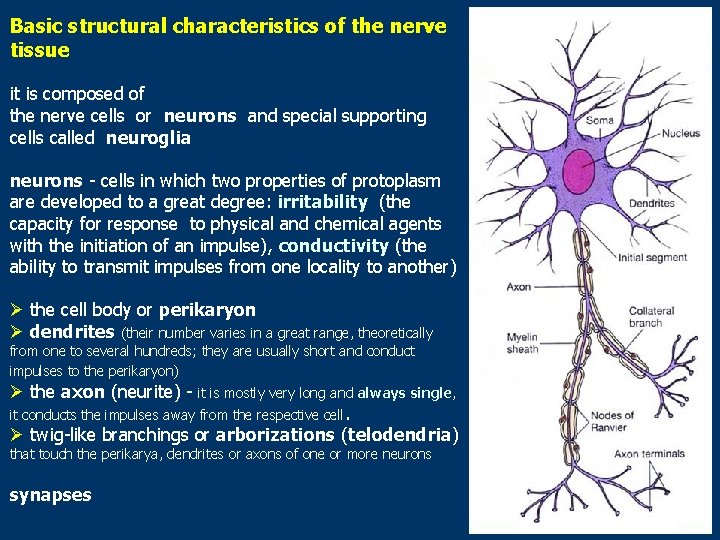 Basic structural characteristics of the nerve tissue it is composed of the nerve cells