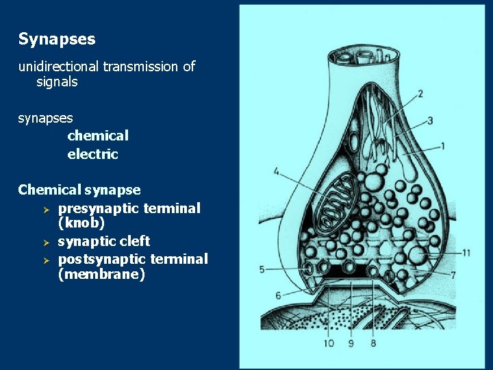 Synapses unidirectional transmission of signals synapses chemical electric Chemical synapse Ø presynaptic terminal (knob)