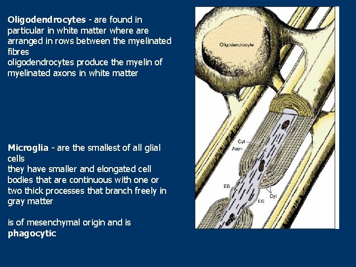 Oligodendrocytes - are found in particular in white matter where arranged in rows between