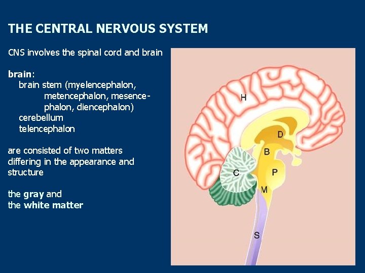 THE CENTRAL NERVOUS SYSTEM CNS involves the spinal cord and brain: brain stem (myelencephalon,