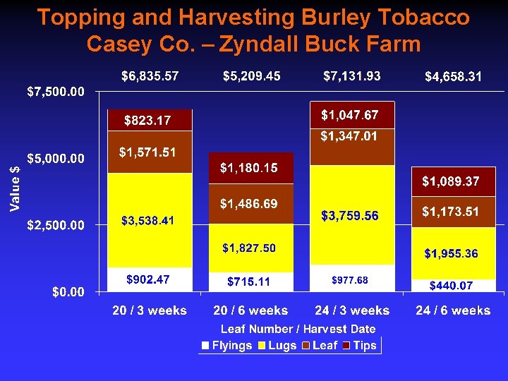 Topping and Harvesting Burley Tobacco Casey Co. – Zyndall Buck Farm 