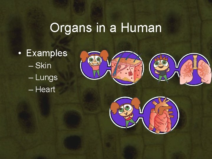 Organs in a Human • Examples – Skin – Lungs – Heart Organs in a Human • Examples – Skin – Lungs – Heart
