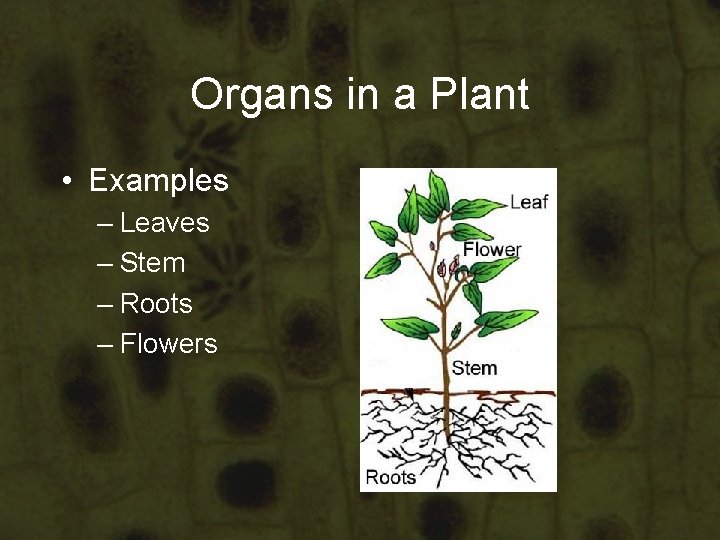 Organs in a Plant • Examples – Leaves – Stem – Roots – Flowers Organs in a Plant • Examples – Leaves – Stem – Roots – Flowers