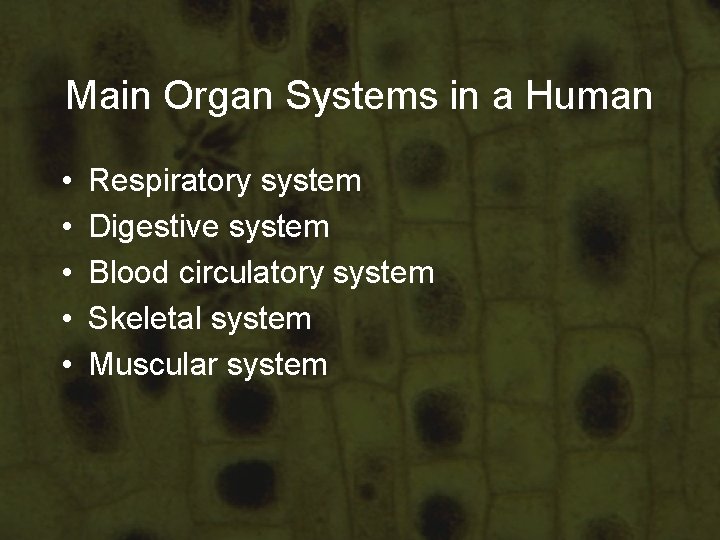 Main Organ Systems in a Human • • • Respiratory system Digestive system Blood Main Organ Systems in a Human • • • Respiratory system Digestive system Blood