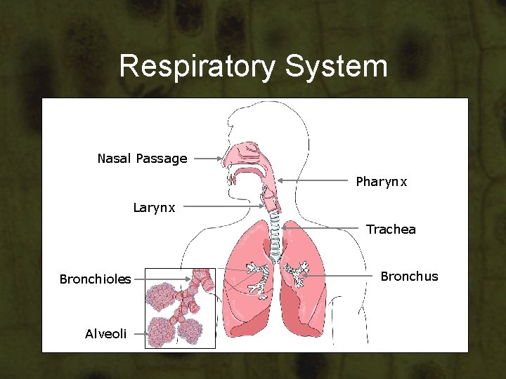 Respiratory System Nasal Passage Pharynx Larynx Trachea Bronchioles Alveoli Bronchus Respiratory System Nasal Passage Pharynx Larynx Trachea Bronchioles Alveoli Bronchus