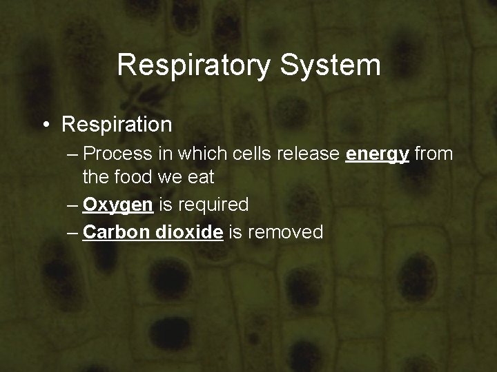 Respiratory System • Respiration – Process in which cells release energy from the food Respiratory System • Respiration – Process in which cells release energy from the food