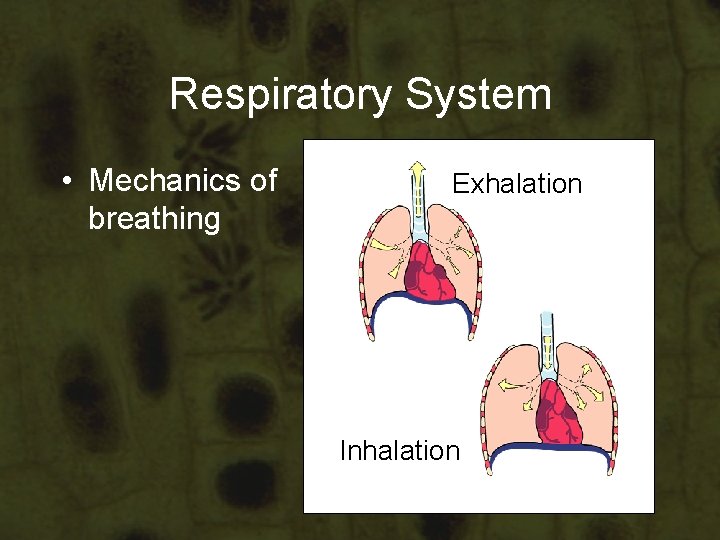 Respiratory System • Mechanics of breathing Exhalation Inhalation Respiratory System • Mechanics of breathing Exhalation Inhalation