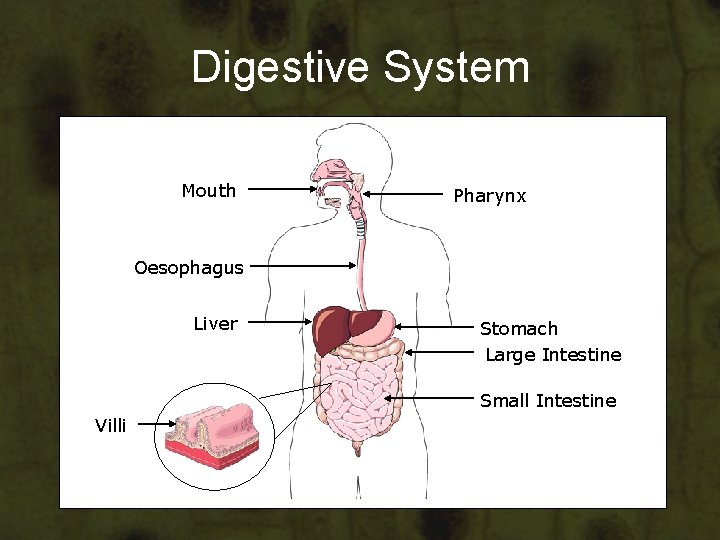 Digestive System Mouth Pharynx Oesophagus Liver Stomach Large Intestine Small Intestine Villi Digestive System Mouth Pharynx Oesophagus Liver Stomach Large Intestine Small Intestine Villi