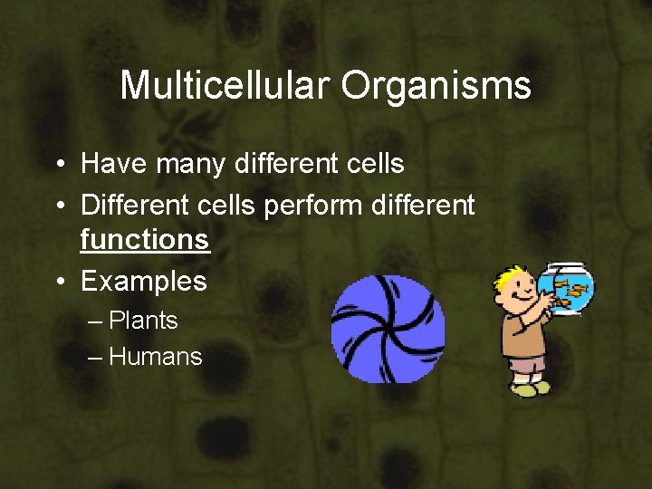 Multicellular Organisms • Have many different cells • Different cells perform different functions • Multicellular Organisms • Have many different cells • Different cells perform different functions •
