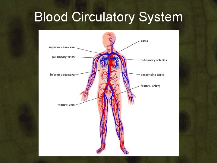 Blood Circulatory System Blood Circulatory System
