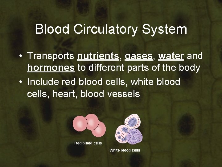 Blood Circulatory System • Transports nutrients, gases, water and hormones to different parts of Blood Circulatory System • Transports nutrients, gases, water and hormones to different parts of
