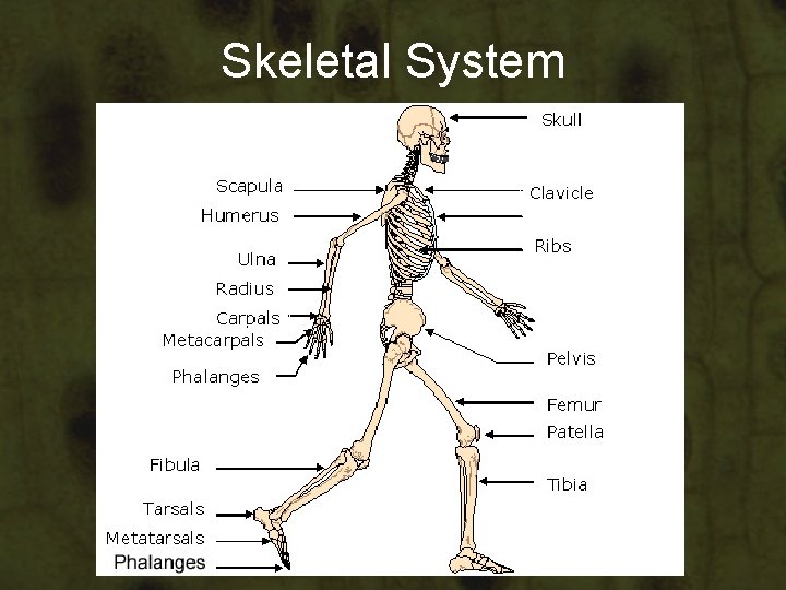 Skeletal System Skeletal System