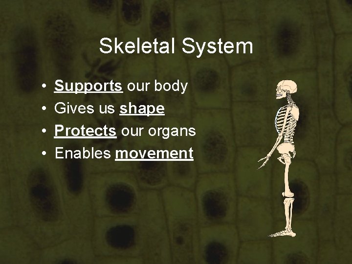 Skeletal System • • Supports our body Gives us shape Protects our organs Enables Skeletal System • • Supports our body Gives us shape Protects our organs Enables